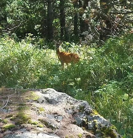 Les Jumeaux ブレウイル・チェルヴィナイア