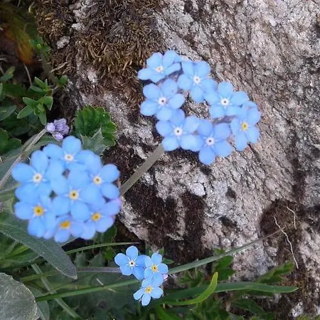 Les Jumeaux アパート ブレウイル・チェルヴィナイア