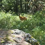 Les Jumeaux بيريوِل تْشيرفينيا